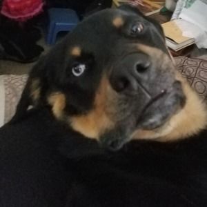 Meet your Posher, Julia